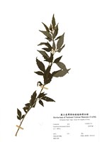 藏品(臺灣澤蘭)的圖片